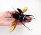 Big black beetle on hand. Rhinoceros Chalcosoma with wings macro close up, collection beetles, dynastidae