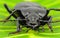Big black beetle macro - front view - big fangs, long antennas - black bug on a leaf macro