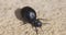 Big black beetle walking on the ground