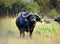 Big black buffalo on the fields covered with tall grass captured in the african jungles. Generative AI