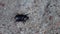 Big black bug, rhinoceros beetle, oryctes nasicornis running on a grey stone, sand or concrete. Horn bug. Oryctes rhinoceros.
