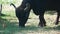 Big black bull grazing on pasture.