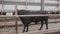 Big black bull standing in stable at farm metal large barn