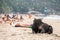 Big black bull and tourists having sunbath at the beach in Gokarna