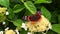 Big black butterfly Monarch walks on plant with flowers and green leaves after feeding.