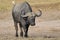 Big Black Cape Buffalo