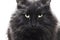 Big black cat looks angrily on a white background