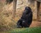 Big black chimpanzee sitting on a meadow