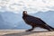 Big Black Common Raven Bird is sitting on a wooden Helipad