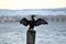 big black cormorant bird spreading its wings to get warm