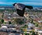 Big black Crow attacking my drown over a Melbourne Suburb Victoria Australia. Black Raven