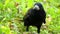 A big black crow investigstes the green lawn in slo-mo