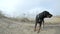 Big black Doberman dog barks close-up