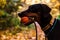 A big black Doberman dog with uncropped ears holding an orange ball with a rope in its teeth against a background of autumn forest