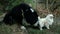 Big black dog Bernese Mountain Dog with interest sniffs and licks under the tail of small white pekingese dog. Close-up.