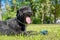 Big black dog Giant Schnauzer lies sticking out his pink tongue. Close-up