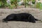 Big black dog lies and sleeps on the gray sand