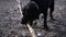 A big black dog plays with a stick on the beach, pulls it hard. HD, 1920x1080, slow motion