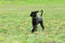 Big black dog runs on a blossoming tulip field in the steppe