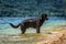 Big black dog standing in shallow water