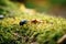 A big black dor-beetle sitting on moss