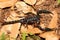 Big Black Emperor Scorpion Heterometrus longimanus in the jungle