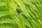 The big black fly  is on the green  fern leaves closeup