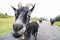 Big Black Goat, funny fisheye shot