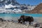 Big black Himalayan yak drinking water from the.