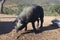 Big black iberian pig looking for the acorns, autumn. Spain