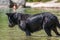 Big black Labrador dog standing and looking in shallow water