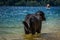 Big black Labrador dog standing in shallow water