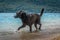 Big black Labrador dog standing in shallow water