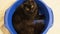 Big black maine coon norwegian forest cat sitting confortably in a blue bowl