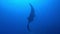 Big Black Oceanic Manta fish floating on a background of blue water