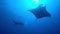 Big Black Oceanic Manta fish floating on a background of blue water