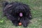 Big black puli dog