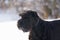 Big Black Schnauzer Dog