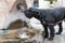 Big Black Schnauzer dog is from an urban drinking fountain