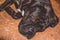 The big and black sleepy dog lies at home. Breed of Kan Corso, French bulldog. Lovely muzzle. Pet.