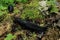 Big black slugs crawling on green moss in spring forest
