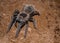 A big black spider with hairy long legs. It move slowly and quiet on warm ground. Spider is an ancient symbol of mystery, power an