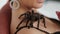 Big black spider on a woman's shoulders. Close up shot