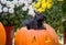 A big black squirrel in a pumpkin
