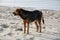 Big black stray dog at a beach in greece