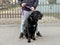 Big black thoroughbred dog on a leash. Purebred dog Cane Corso in a collar. A man holds a dog on a leash