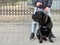 Big black thoroughbred dog on a leash. Purebred dog Cane Corso in a collar. A man holds a dog on a leash