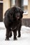 Big black tibetan mastiff in the green winter nature