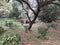 Big black tree in front of an arched bridge