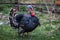 Big black turkey on a green field